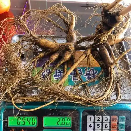 吉林中国大陆三宝保鲜东北特大林下参山参王人参