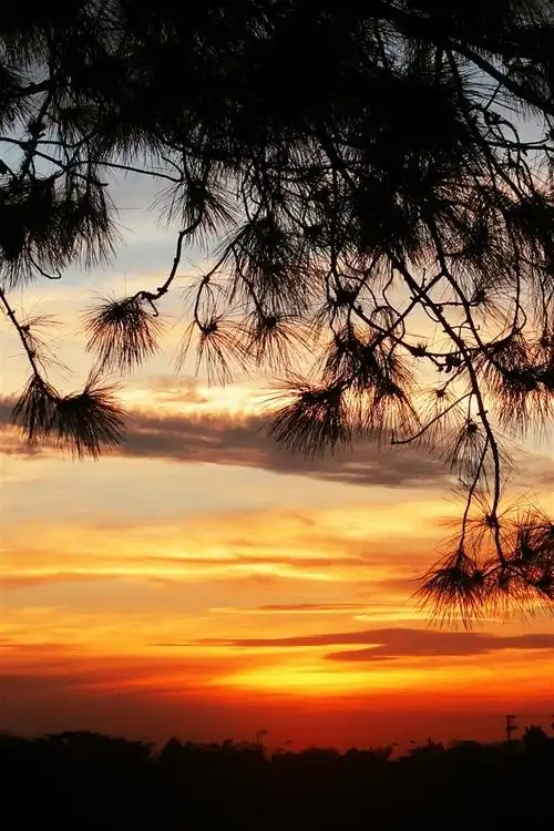 日落,树枝,剪影 1080x1920 iphone 8/7/6/6s plus 壁纸,图片,背景