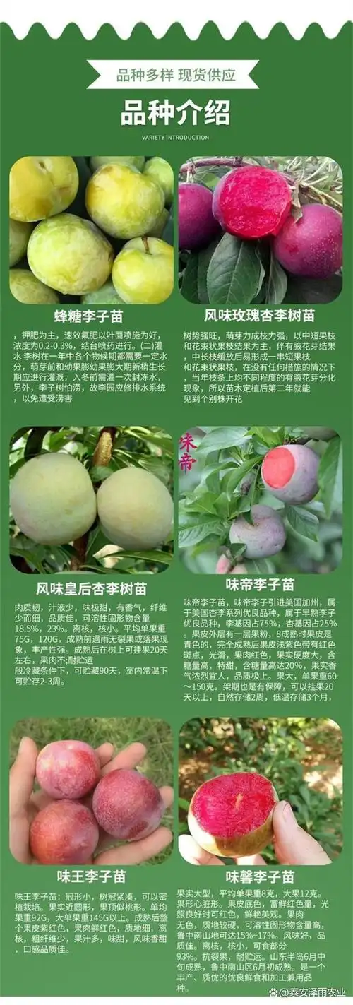 今天小编就给大家简单介绍一下李子树苗的种植以及