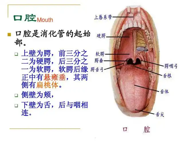 8 消化系统常见疾病ppt
