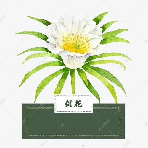 花类中草药剑花水彩