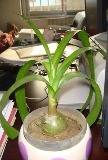 绿色的大叶子,下面跟大蒜似的.谁知道这个花叫什么名字啊?