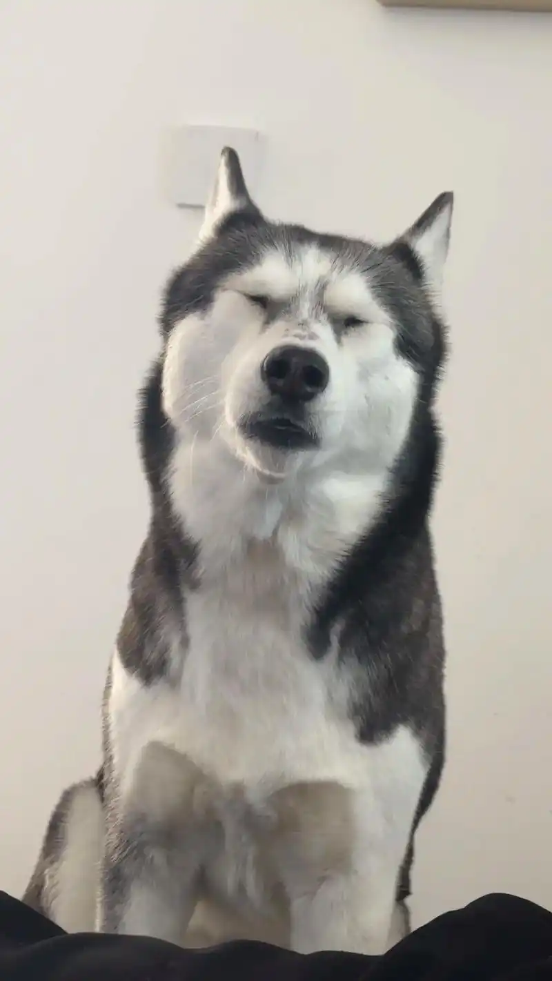 我可不可以做你的新年新壁纸#哈士奇 #家有萌宠过大年 #养狗 - 抖音