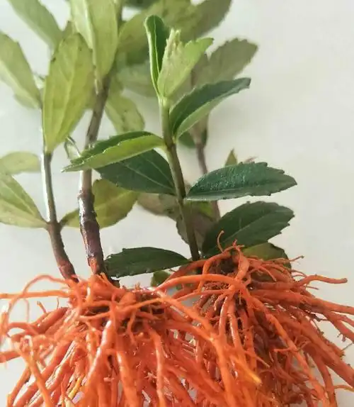 云南河口〔红根野蚕豆〕仿野生种植示范基地