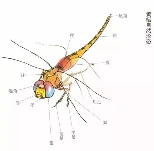 用小狼毫勾线笔按结构分轻重浓淡用笔,绿,黑,青,深红蜻蜓都用墨色勾线
