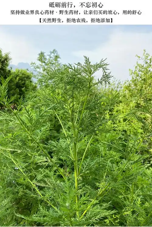 黄蒿青蒿中材青蒿新鲜青蒿草细叶青蒿叶黄花蒿香蒿臭蒿现采现发净重