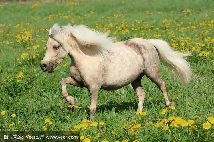 春天草地上的法拉贝拉矮种马