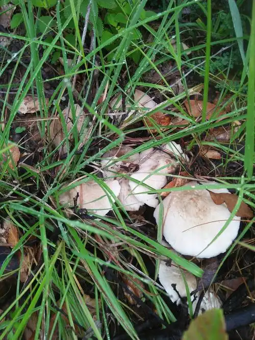今天这鸡枞跟我有缘