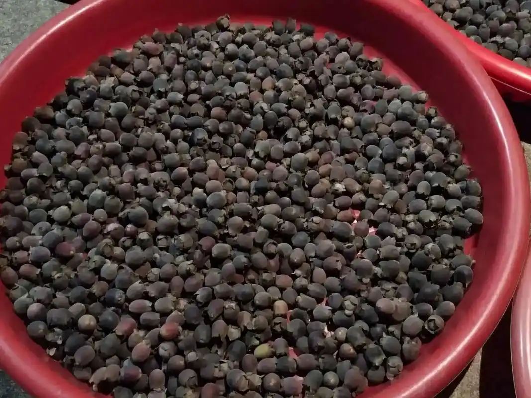 野生捻子.野生捻子,多尼,颗颗饱满都是手指头大,果香满满泡酒 - 抖音