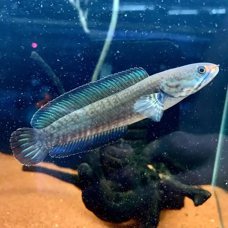 族萃蓝帆阿萨姆奶茶雷龙鱼蓝宝石七彩雷龙巴卡幼苗子活体中小型观赏鱼