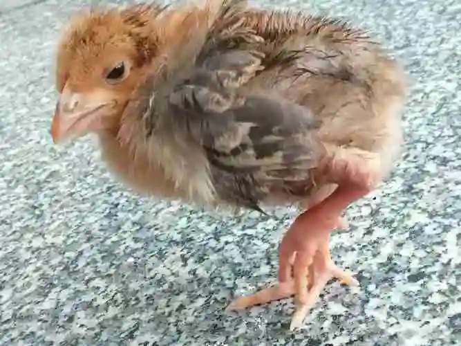 老师我家小鸡仔的脚又红又肿的可把我给急坏了