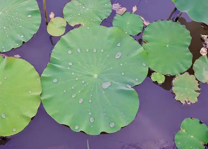 夏天 荷叶 小暑 节气图片_夏天 荷叶 小暑 节气高清图片素材库