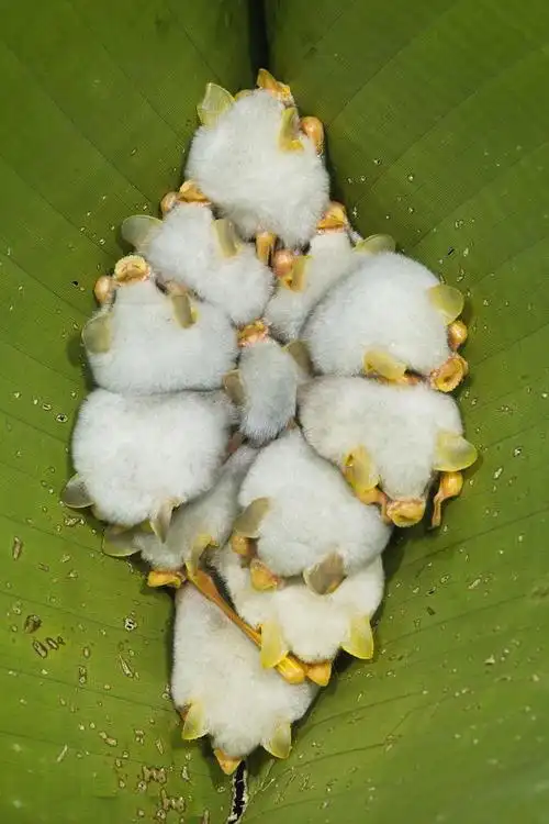 翼手目·叶口蝠科:洪都拉斯白蝙蝠