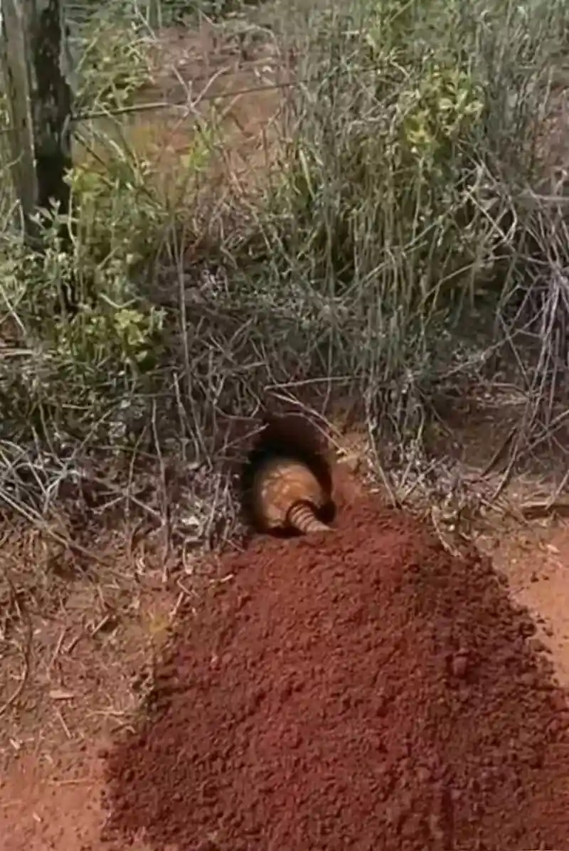 好大的老鼠,据说山上老鼠很好吃,有吃过的吗?