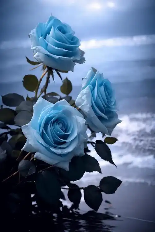 卡莫利月光蓝玫瑰的花语:"你是我的挚爱,我爱你!我愿余生都是 - 抖音