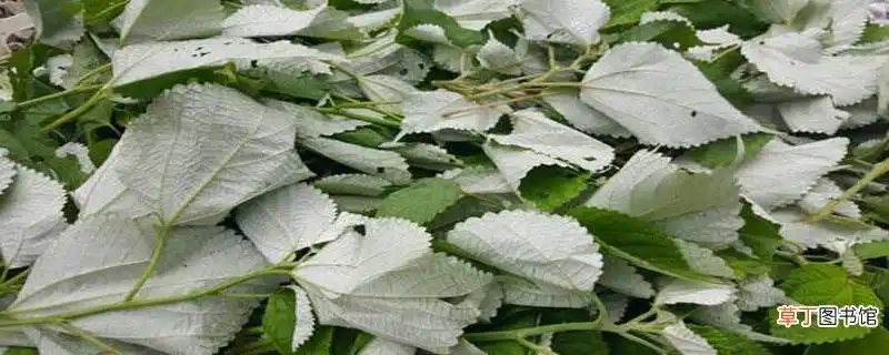 白麻叶的功效与作用 白麻叶的注意事项