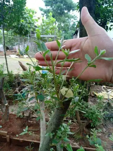 映山红盆景在第二年花后怎么修剪