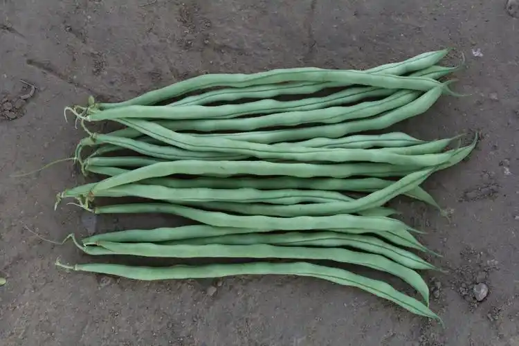 农娃娃精品无筋豆---n6架豆王 - 美篇