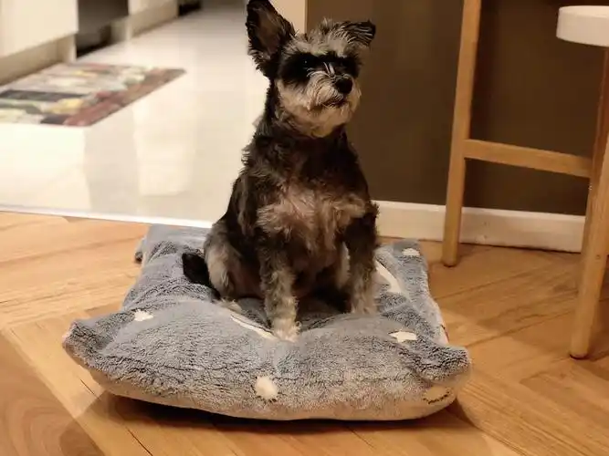 30澳币自制6个可爱珊瑚绒狗床