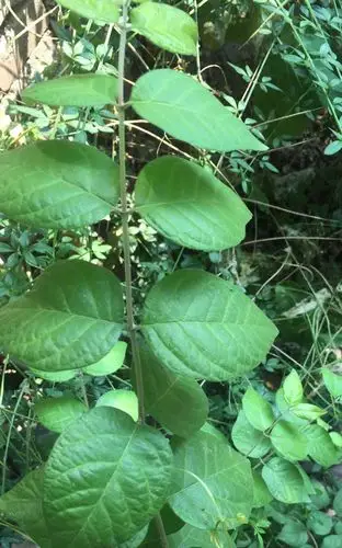 单叶 对生 木本植物 神马东东?