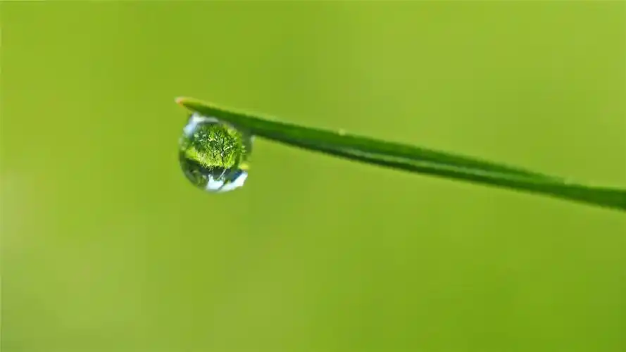 绿叶上的露珠护眼高清桌面壁纸