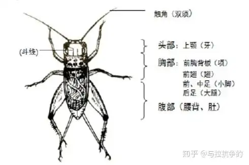 古人对蟋蟀的战斗力和身体素质分析