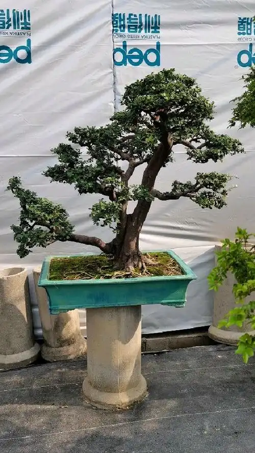 很少见的盆景大型年功山桔