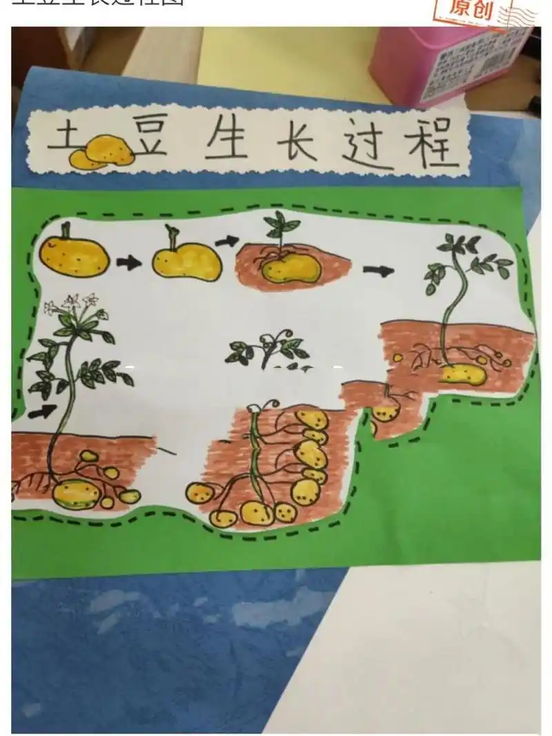土豆的生长过程,图二为老师发来的图