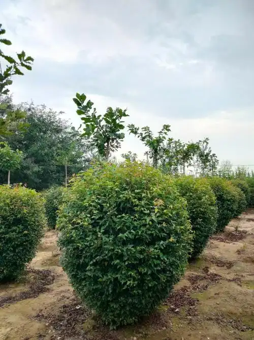 三角枫球 茶条槭球 三角枫小苗茶条槭墩小区庭院行道绿篱价格优惠