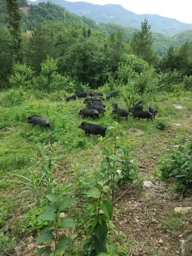 放养生态黑猪