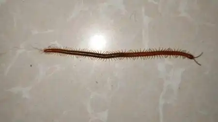 像蜈蚣但是不是蜈蚣,因为蜈蚣只有20对脚,这个有70多对脚.