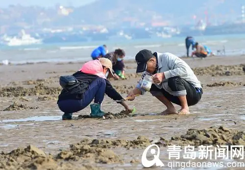 又是一个大潮日 市民游客沙子口海滩赶海忙