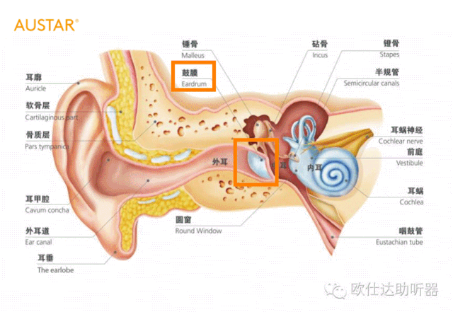 鼓膜在听觉系统中扮演怎样的角色