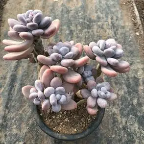 橙雪球老桩一物一拍多肉红粉知己拍下不退不换不包掉叶断损