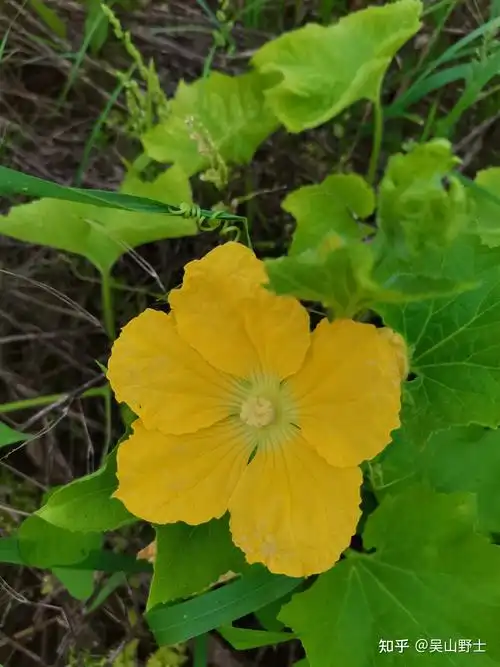 【七绝·冬瓜花】(平水韵)