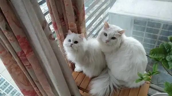 白毛布偶猫就是田园?