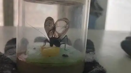 电报蛉叫声-生活-高清完整正版视频在线观看-优酷