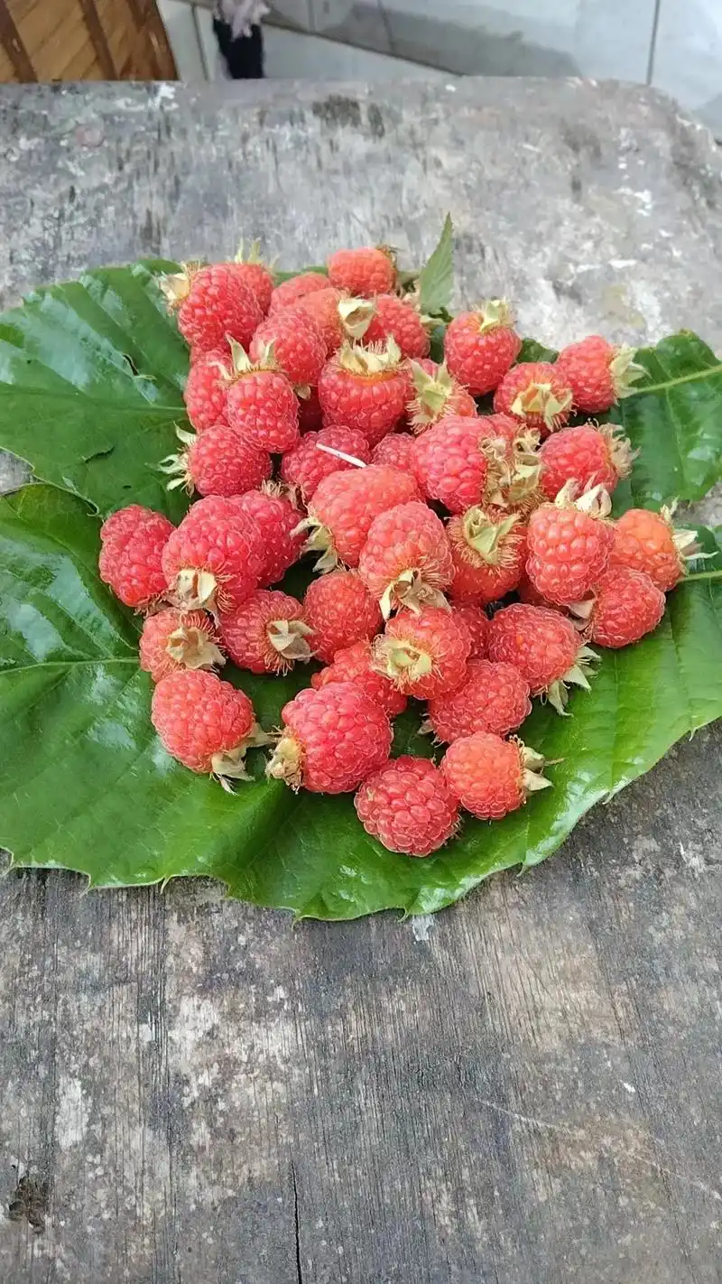 爸爸说现在山上到处都是这个野果,都没什么人摘了.