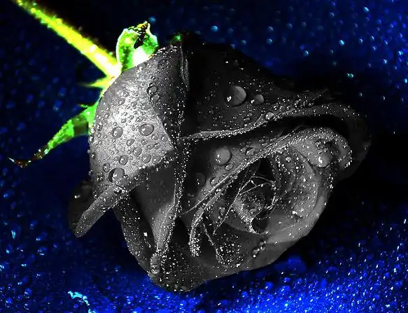 拥有黑玫瑰花语的温柔真心可以听到百合花喝水的声音