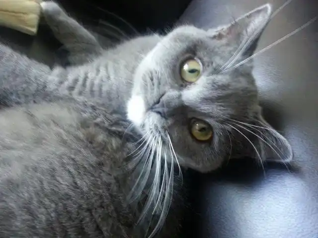 灰蓝白色英国短毛猫
