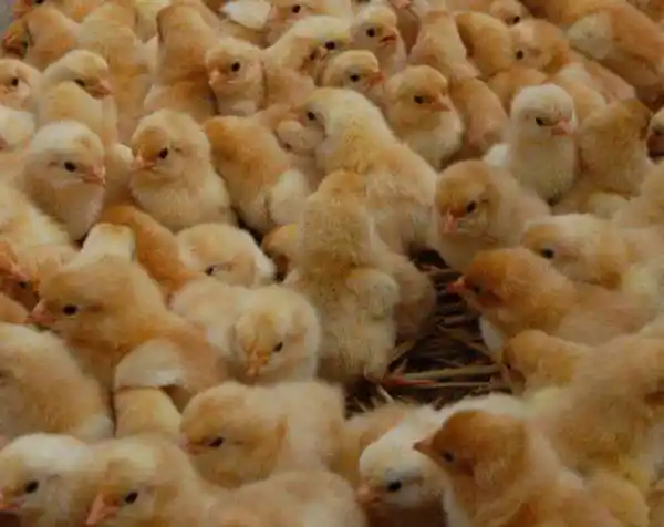 渝中土鸡苗供应厂家泰国鸡苗以客为尊