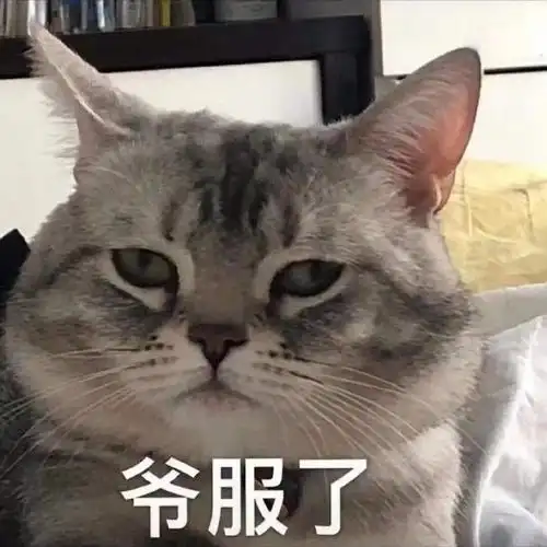 萌宠猫星人爷服了我服了你呆萌可爱gif动图_动态图_表情包下载_soogif