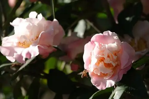 茶花园里观茶花