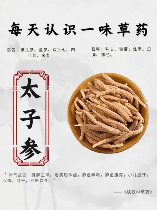 每天认识一味药【太子参】