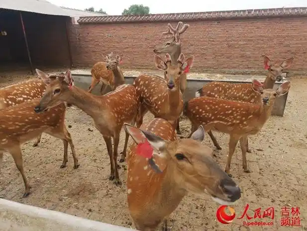吉林鹿乡镇梅花鹿成了村民的致富鹿