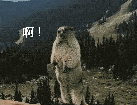 440_338gif 动态图 动图