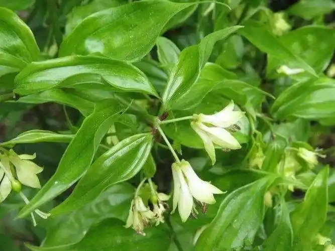 民间草药万寿竹