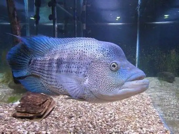 世界十大凶猛观赏鱼黑色食人鱼上榜2