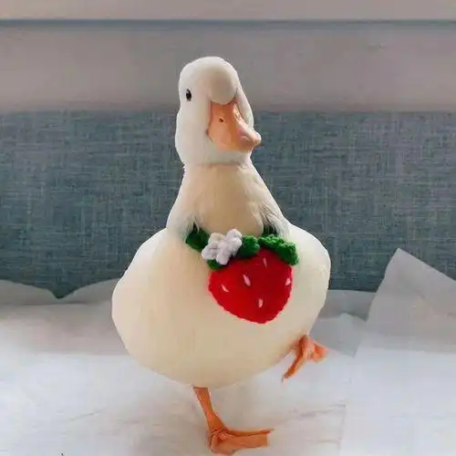 禽医恒艳谈夏季柯尔鸭怎么养注意事项有哪些