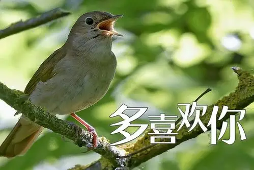 让你听听夜莺诗意般的歌喉鸣声多变复杂建议先收藏起来